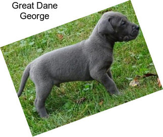 Great Dane George