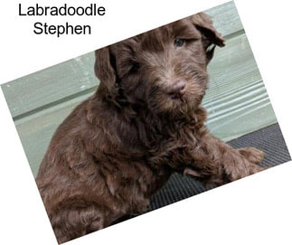 Labradoodle Stephen