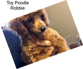 Toy Poodle Robbie