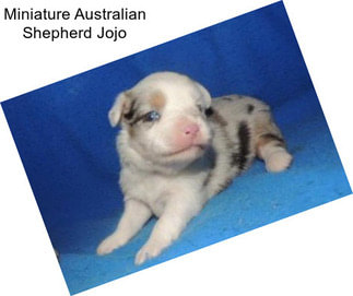 Miniature Australian Shepherd Jojo