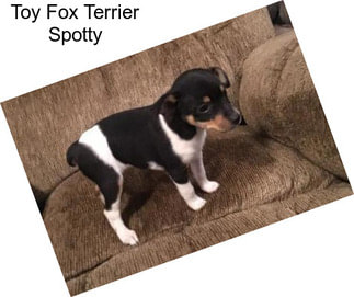 Toy Fox Terrier Spotty