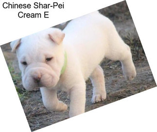Chinese Shar-Pei Cream E