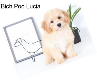 Bich Poo Lucia