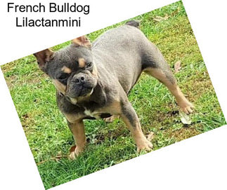 French Bulldog Lilactanmini