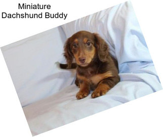 Miniature Dachshund Buddy