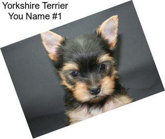 Yorkshire Terrier You Name #1