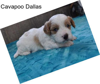 Cavapoo Dallas