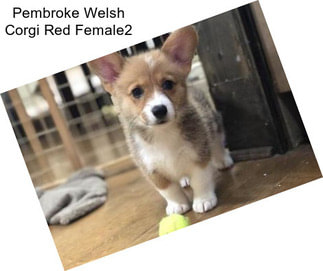 Pembroke Welsh Corgi Red Female2