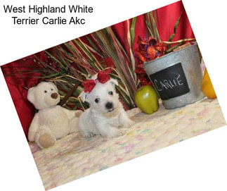 West Highland White Terrier Carlie Akc