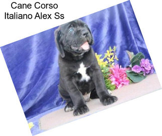 Cane Corso Italiano Alex Ss