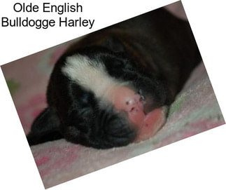 Olde English Bulldogge Harley