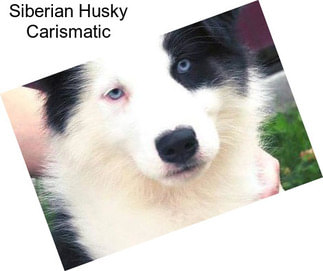 Siberian Husky Carismatic