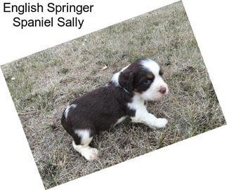 English Springer Spaniel Sally