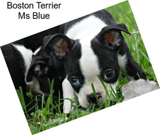 Boston Terrier Ms Blue