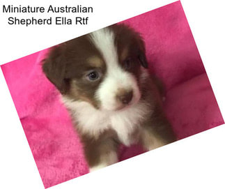 Miniature Australian Shepherd Ella Rtf