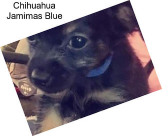Chihuahua Jamimas Blue