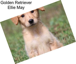 Golden Retriever Ellie May