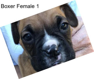 Boxer Female 1