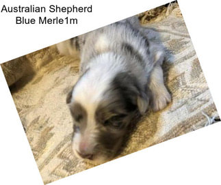 Australian Shepherd Blue Merle1m