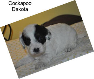 Cockapoo Dakota