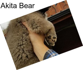 Akita Bear