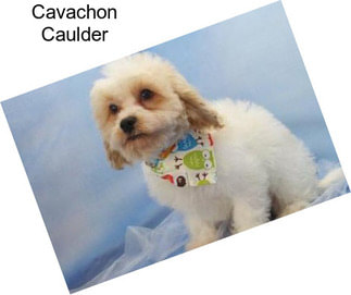 Cavachon Caulder