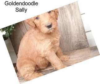 Goldendoodle Sally