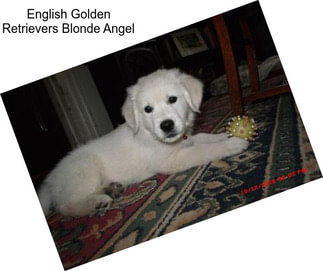 English Golden Retrievers Blonde Angel