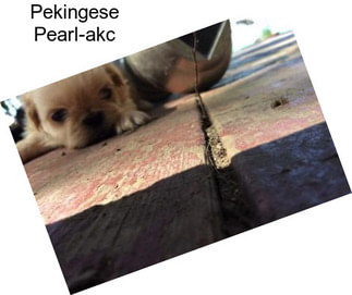 Pekingese Pearl-akc