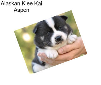 Alaskan Klee Kai Aspen