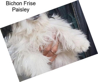 Bichon Frise Paisley