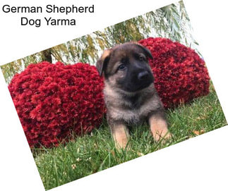 German Shepherd Dog Yarma