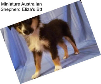 Miniature Australian Shepherd Eliza\'s Btf