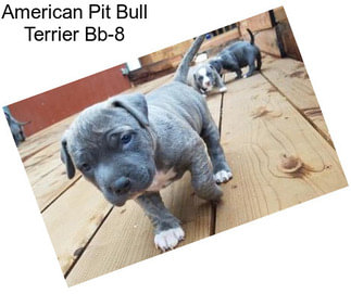 American Pit Bull Terrier Bb-8