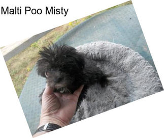 Malti Poo Misty