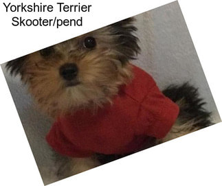 Yorkshire Terrier Skooter/pend