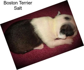 Boston Terrier Salt