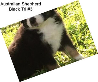 Australian Shepherd Black Tri #3