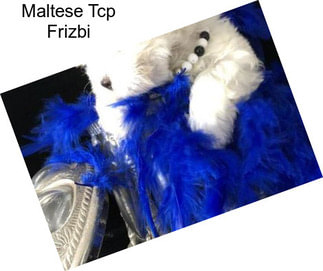 Maltese Tcp Frizbi