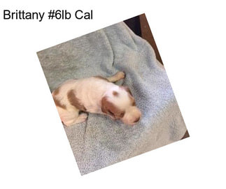 Brittany #6lb Cal