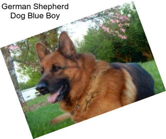 German Shepherd Dog Blue Boy