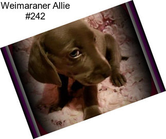 Weimaraner Allie #242