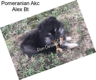 Pomeranian Akc Alex Bt