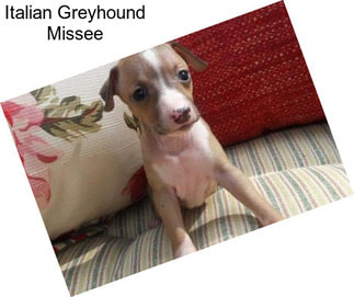 Italian Greyhound Missee