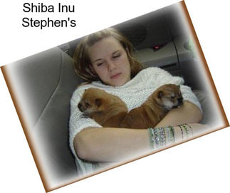 Shiba Inu Stephen\'s