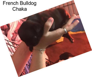 French Bulldog Chaka