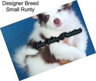Designer Breed Small Runty