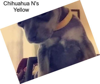 Chihuahua N\'s Yellow