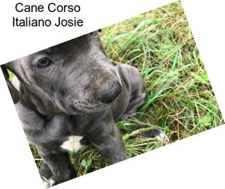 Cane Corso Italiano Josie