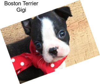 Boston Terrier Gigi